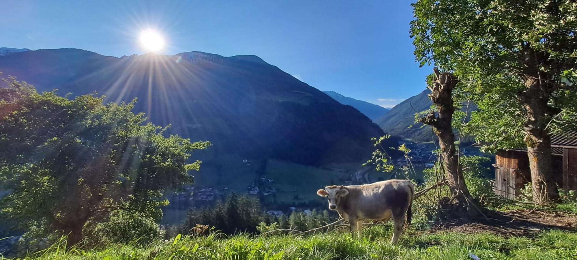 Grossstahlhof Mountain & Panorama View Apartment Ahrntal ภายนอก รูปภาพ